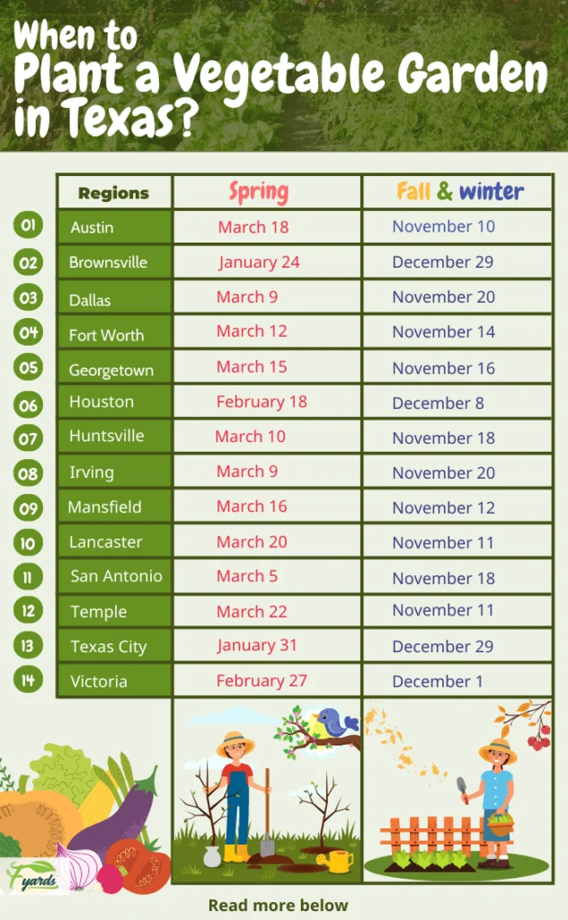 Best Time to Grow Lettuce in Texas