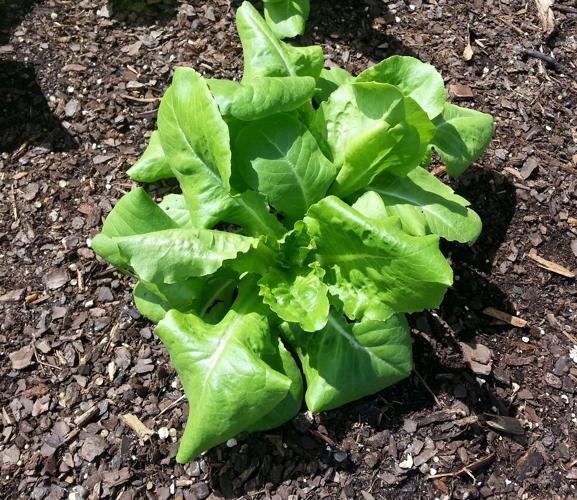 Best Time to Grow Lettuce in Texas Best Time to Grow Lettuce in Texas