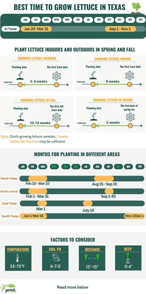 Best Time to Grow Lettuce in Texas Best Time to Grow Lettuce in Texas