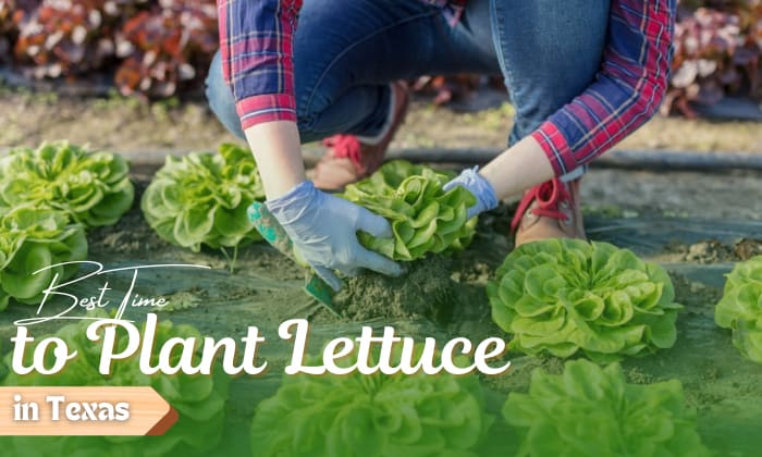 Best Time to Grow Lettuce in Texas Best Time to Grow Lettuce in Texas