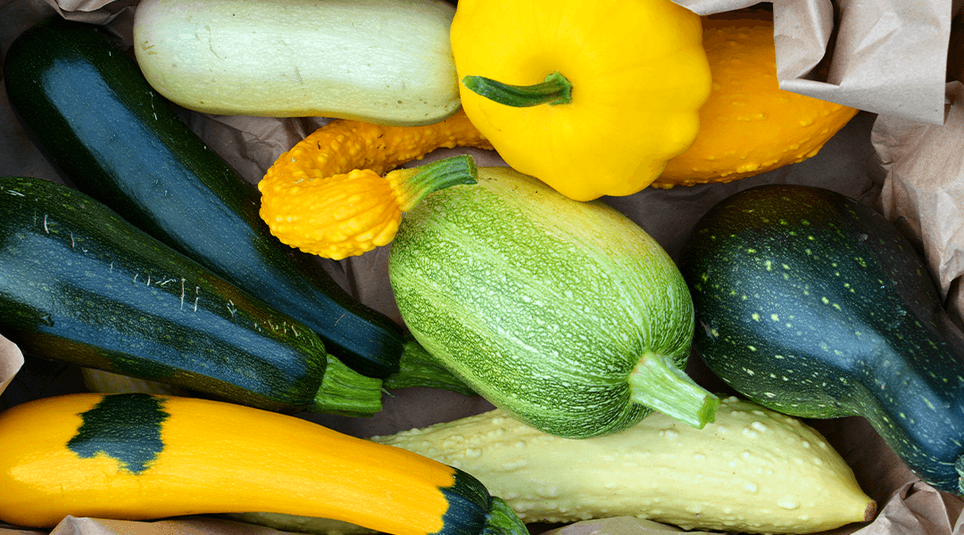 Best Time to Harvest Yellow Squash