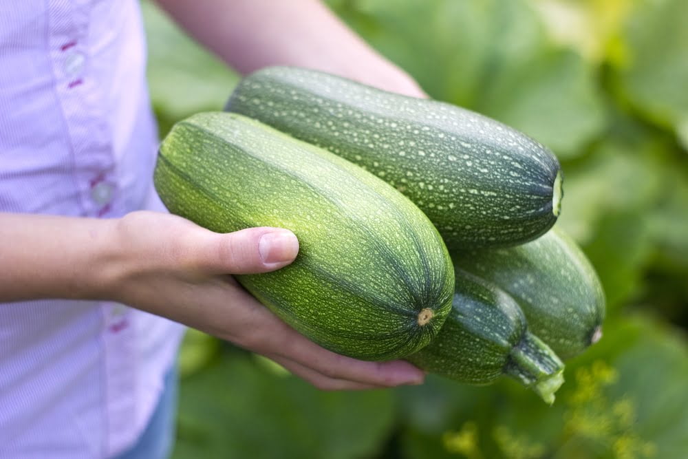 Best Time to Pick Zucchini Squash Best Time to Pick Zucchini Squash