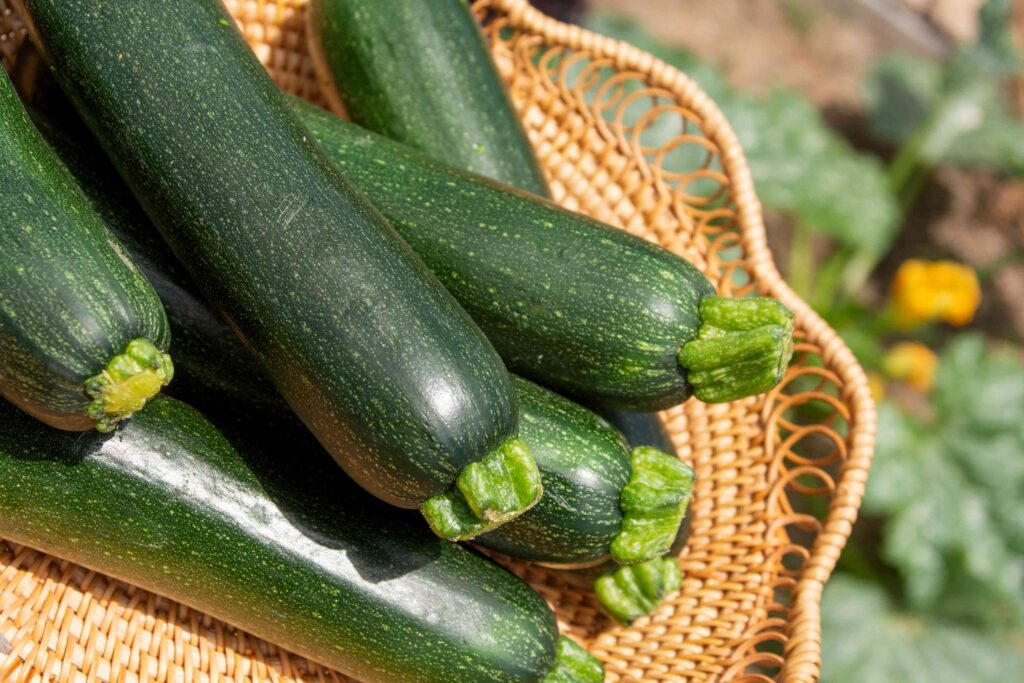 Best Time to Pick Zucchini Squash GreenThumbsGuide