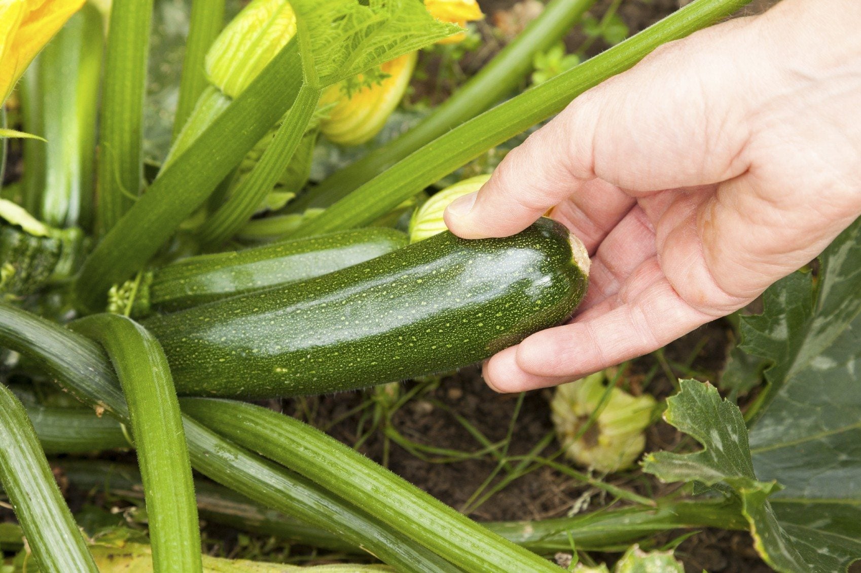 Best Time to Pick Zucchini Squash Best Time to Pick Zucchini Squash