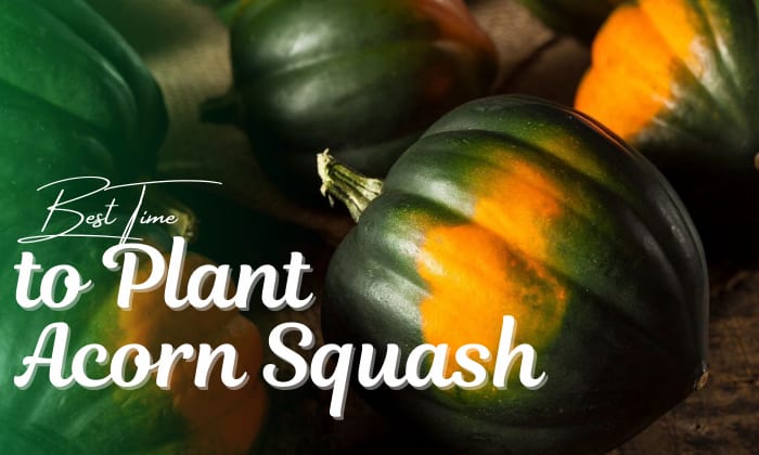 Best Time to Plant Acorn Squash