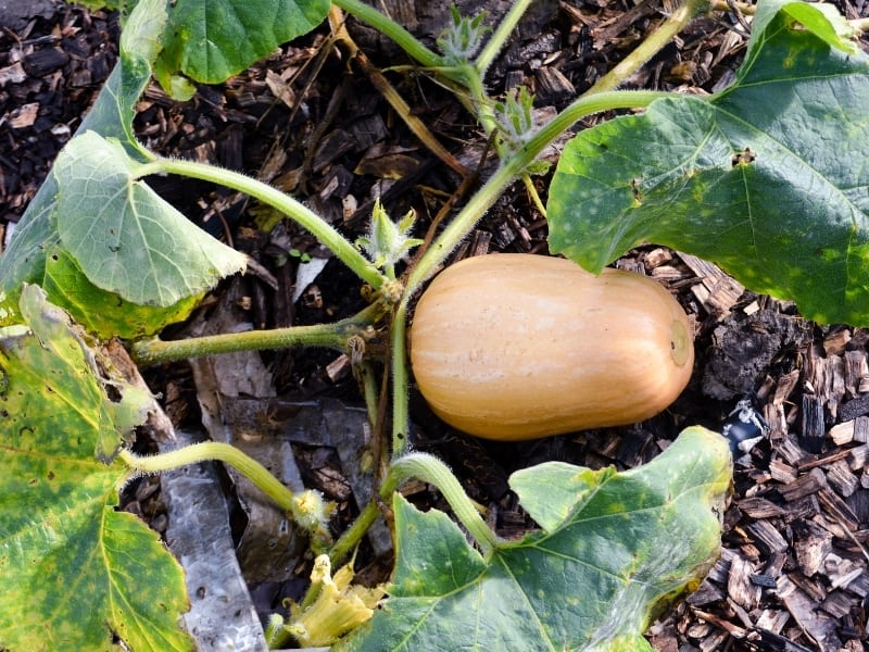 Best Time to Plant Butternut Squash in Zone 7 Best Time to Plant Butternut Squash in Zone 7