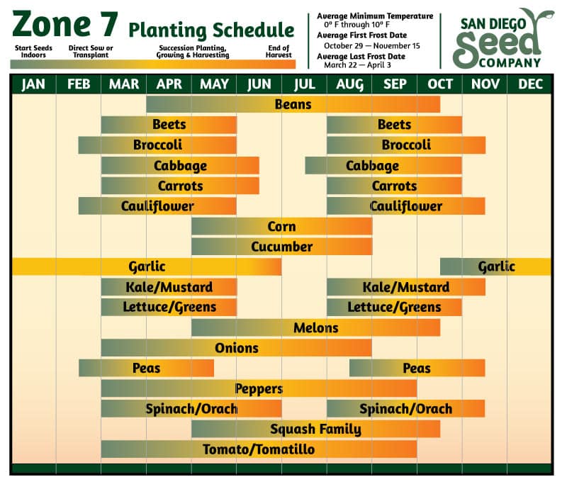 Best Time to Plant Butternut Squash in Zone 7 Best Time to Plant Butternut Squash in Zone 7