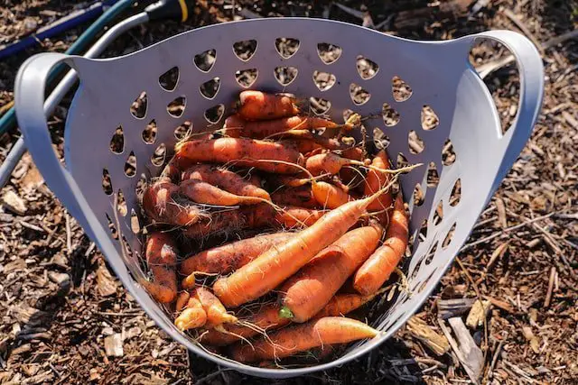 Best Time to Plant Carrots in Arizona Best Time to Plant Carrots in Arizona