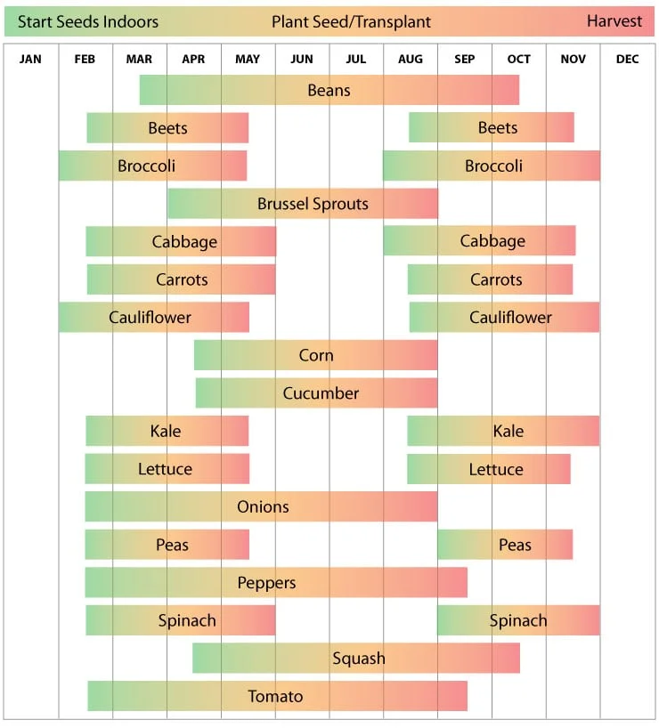 Best Time to Plant Carrots in Arkansas
