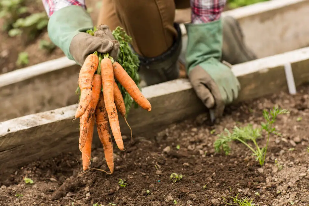 Best Time to Plant Carrots in Kansas Best Time to Plant Carrots in Kansas