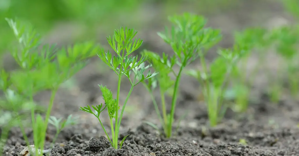 Best Time to Plant Carrots in Oregon Best Time to Plant Carrots in Oregon