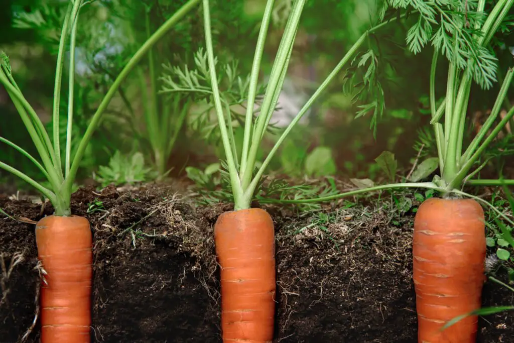 Best Time to Plant Carrots in Oregon Best Time to Plant Carrots in Oregon