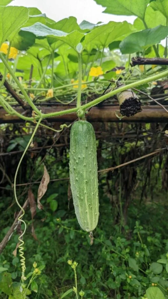 Best Time to Plant Cucumbers in Florida