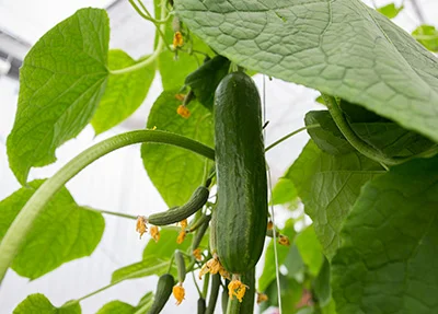 Best Time to Plant Cucumbers in Florida