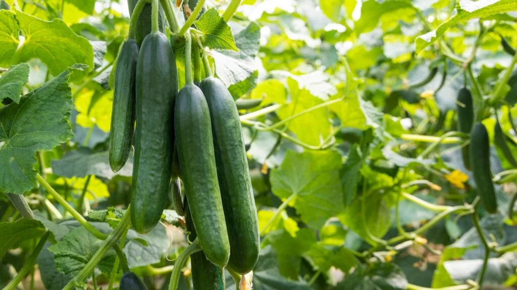 Best Time to Plant Cucumbers in Minnesota Best Time to Plant Cucumbers in Minnesota