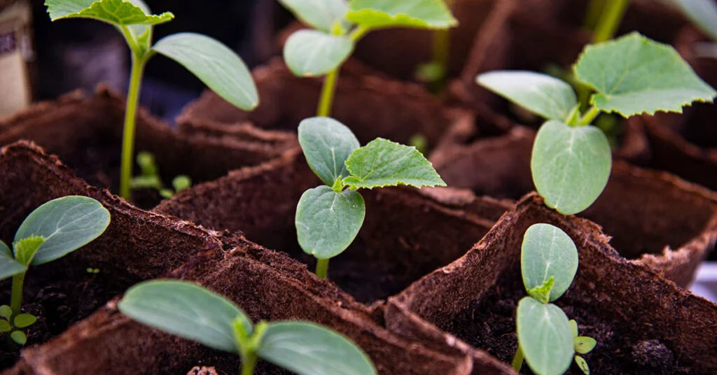 Best Time to Plant Cucumbers in Minnesota Best Time to Plant Cucumbers in Minnesota