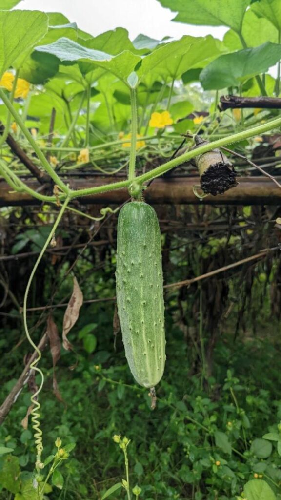 Best Time to Plant Cucumbers in North Florida Best Time to Plant Cucumbers in North Florida