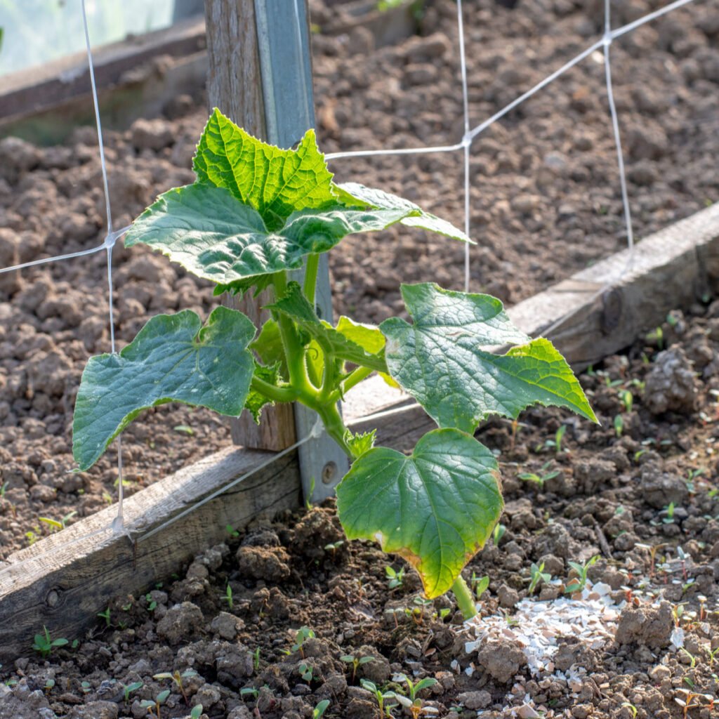 Best Time to Plant Cucumbers in Oregon