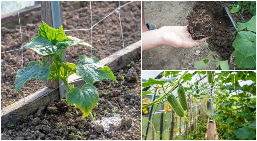 Best Time to Plant Cucumbers in Oregon