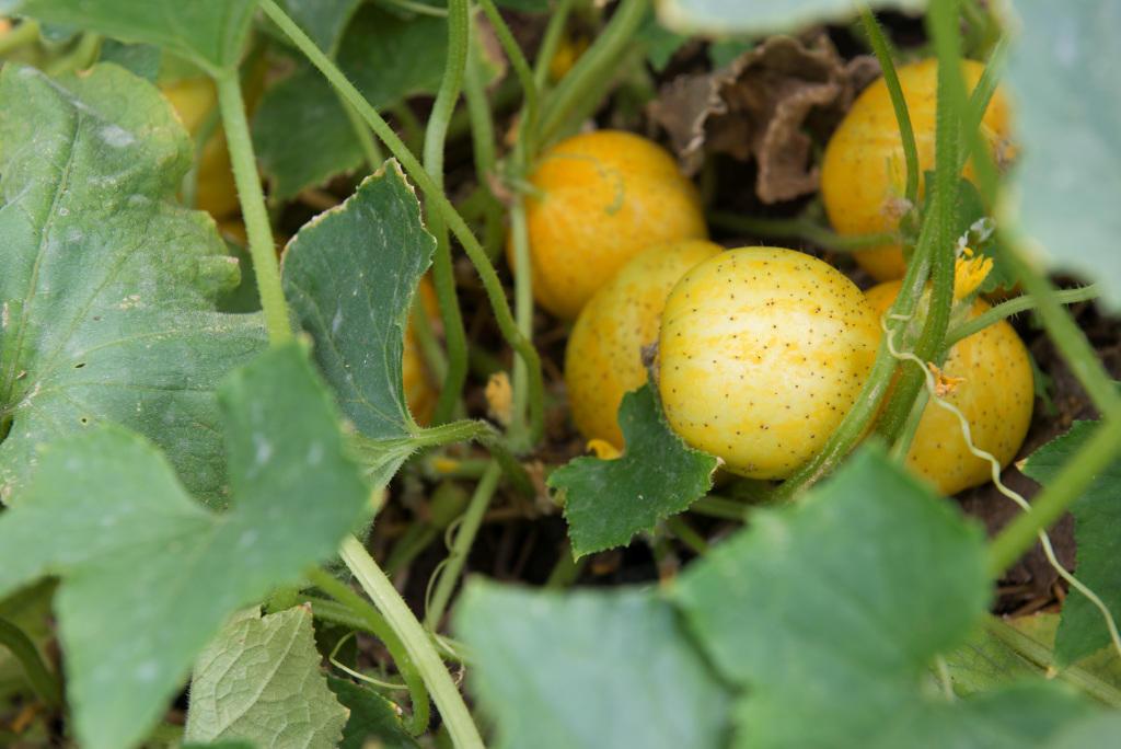Best Time to Plant Cucumbers in Oregon