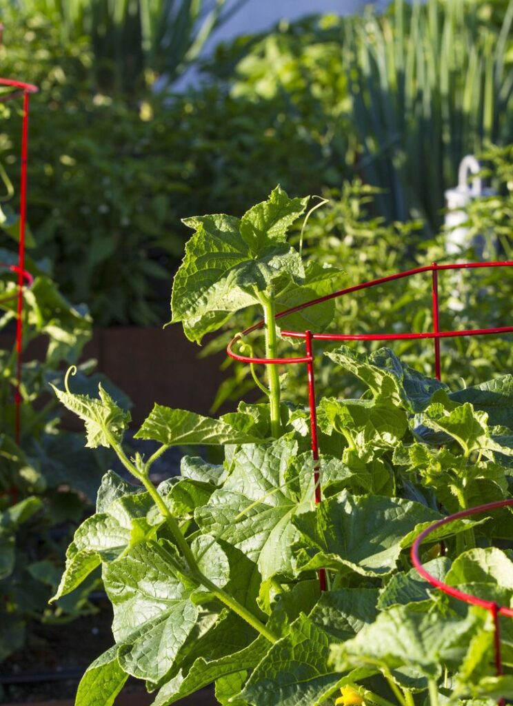 Best Time to Plant Cucumbers in Oregon