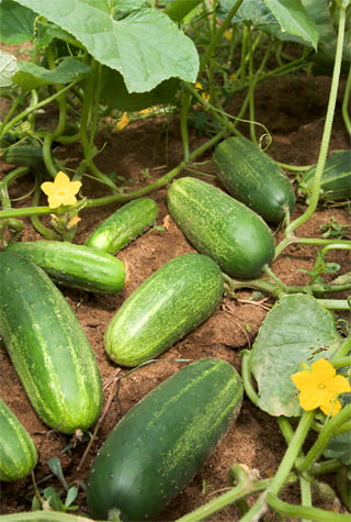 Best Time to Plant Cucumbers in Oregon