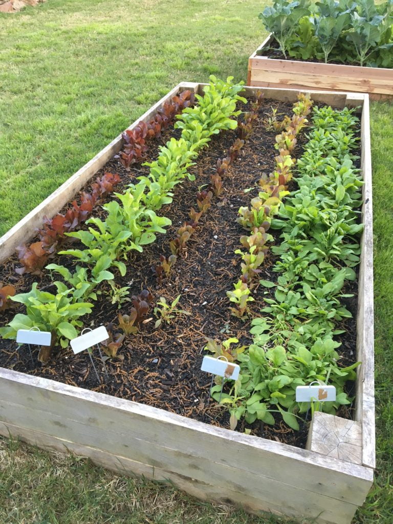 Best Time to Plant Lettuce in Arkansas Best Time to Plant Lettuce in Arkansas