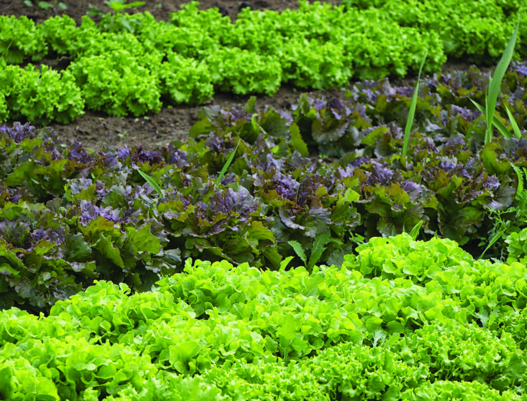 Best Time to Plant Lettuce in Kentucky Best Time to Plant Lettuce in Kentucky