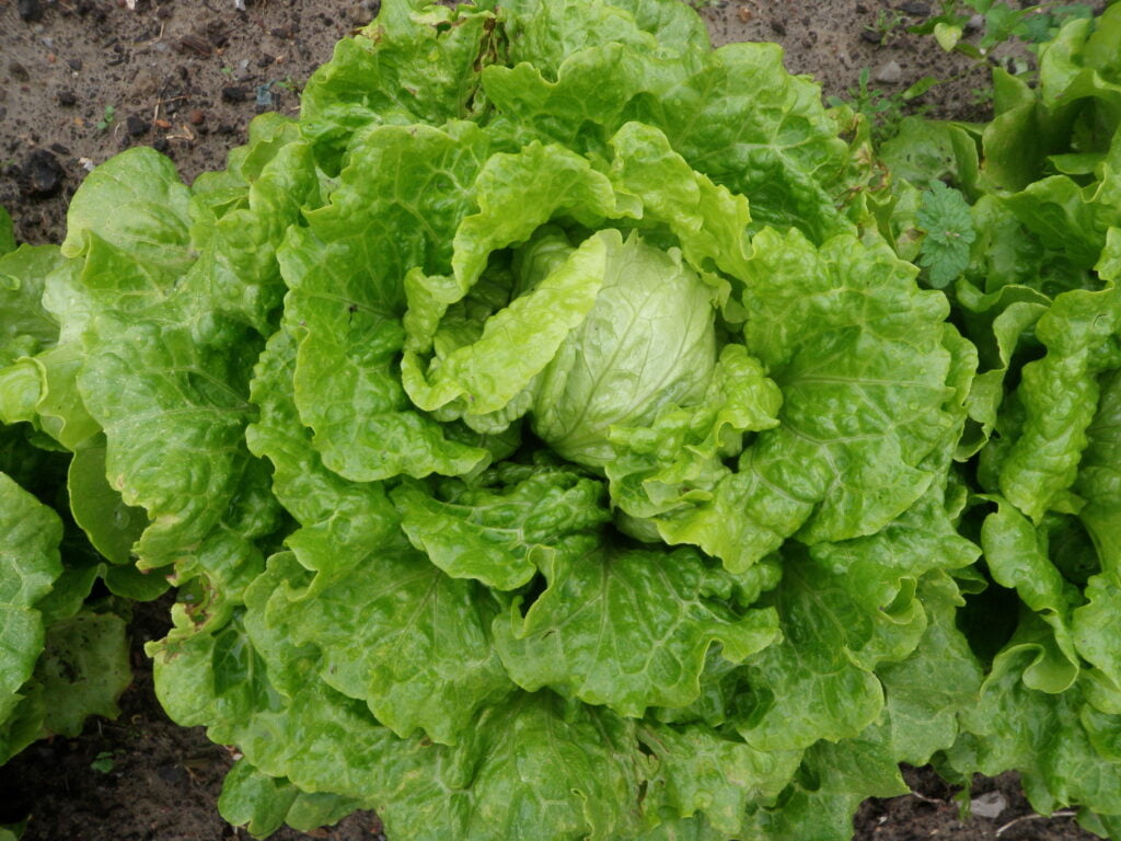 Best Time to Plant Lettuce in Louisiana Best Time to Plant Lettuce in Louisiana