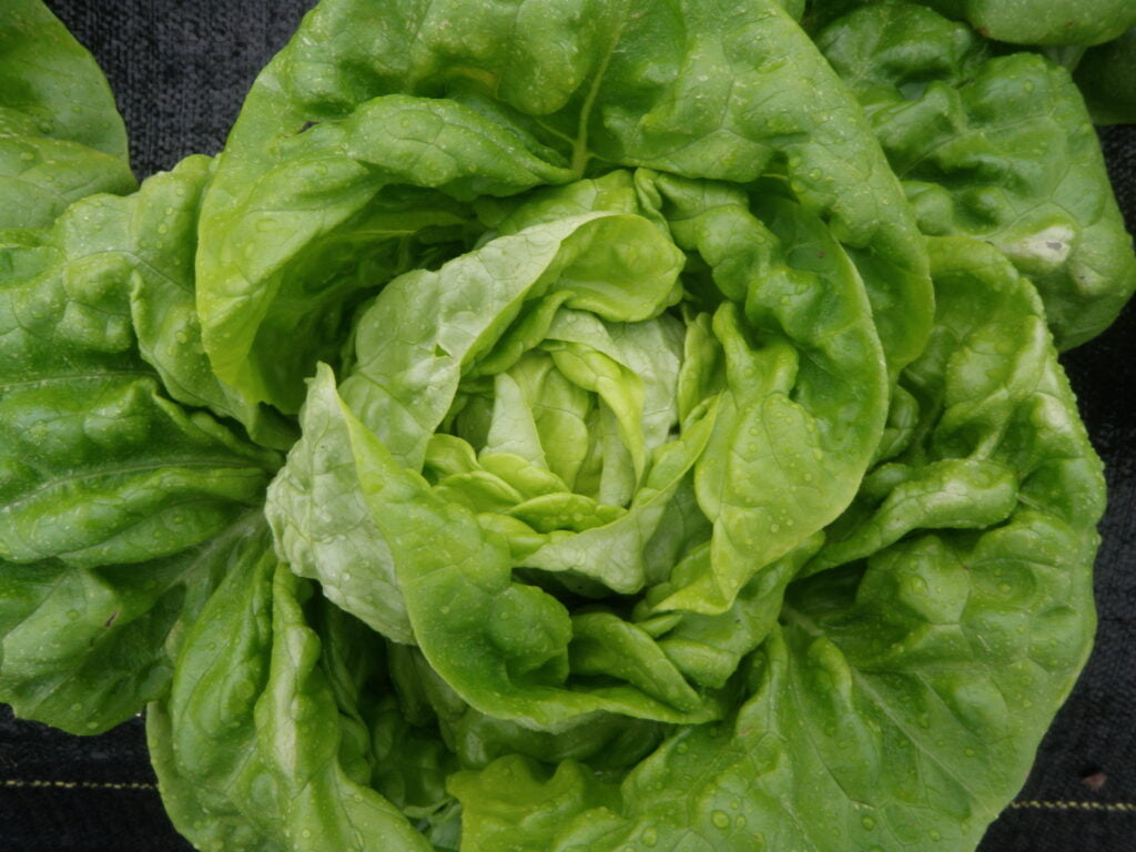 Best Time to Plant Lettuce in Louisiana Best Time to Plant Lettuce in Louisiana