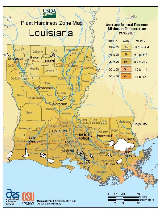 Best Time to Plant Lettuce in Louisiana Best Time to Plant Lettuce in Louisiana