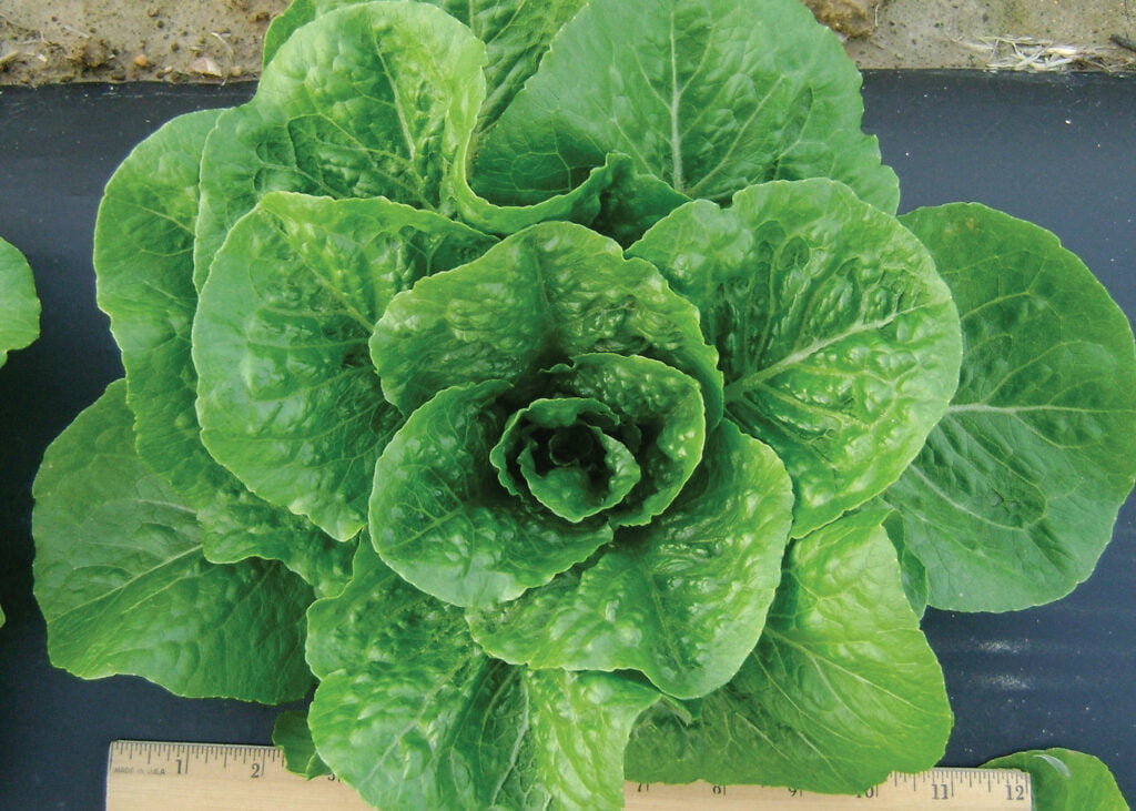 Best Time to Plant Lettuce in Louisiana Best Time to Plant Lettuce in Louisiana