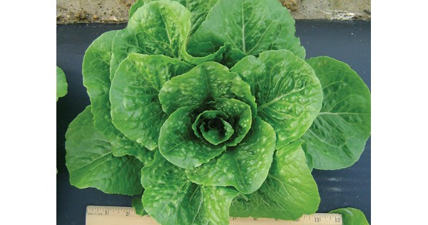 Best Time to Plant Lettuce in Louisiana Best Time to Plant Lettuce in Louisiana