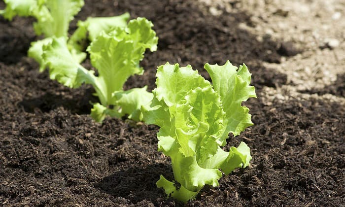 Best Time to Plant Lettuce in Texas Best Time to Plant Lettuce in Texas