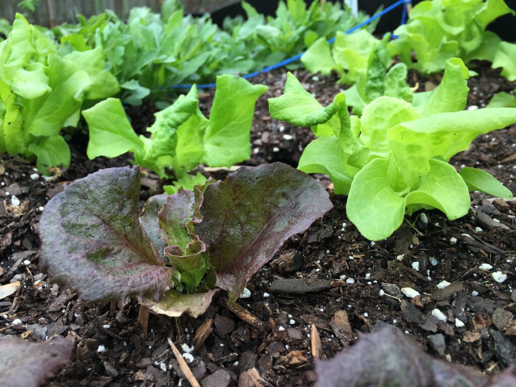 Best Time to Plant Lettuce in Virginia Best Time to Plant Lettuce in Virginia