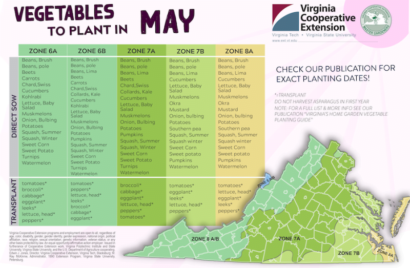 Best Time to Plant Lettuce in Virginia Best Time to Plant Lettuce in Virginia