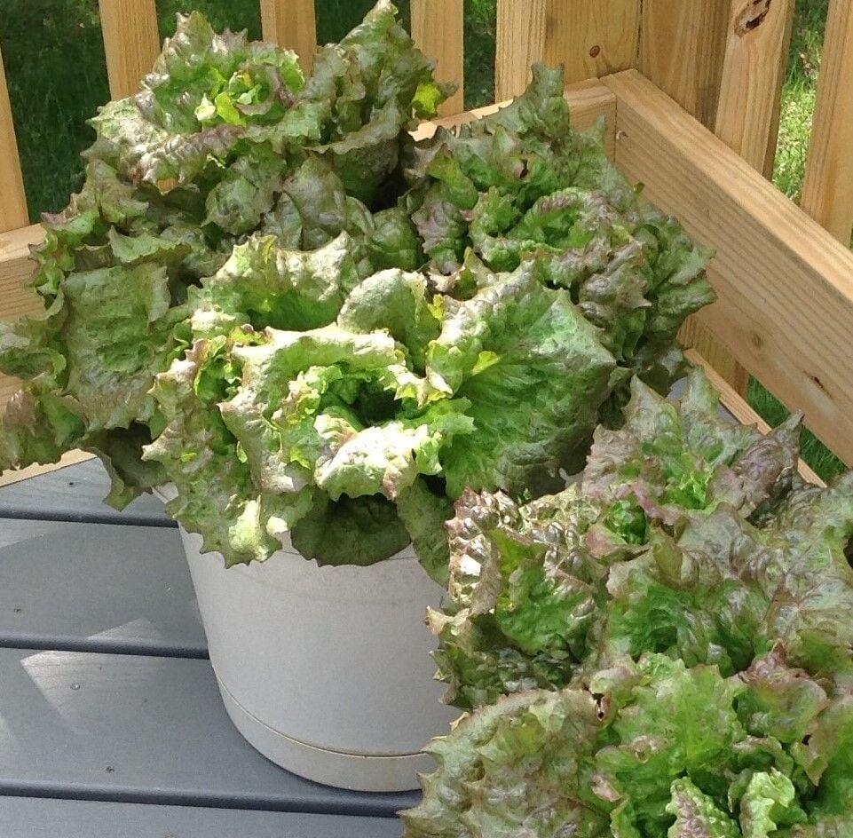 Best Time to Plant Lettuce in Virginia Best Time to Plant Lettuce in Virginia