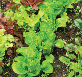 Best Time to Plant Lettuce in Virginia Best Time to Plant Lettuce in Virginia