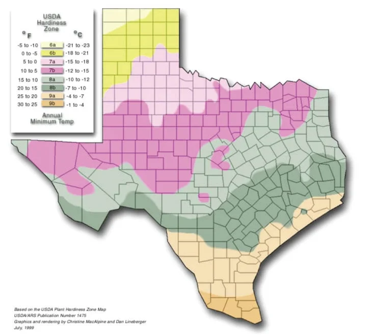 Best Time to Plant Spinach in Texas