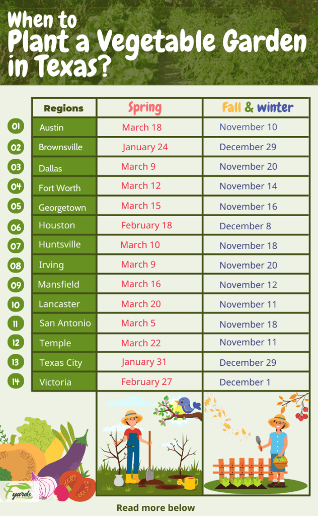 Best Time to Plant Spinach in Texas Best Time to Plant Spinach in Texas