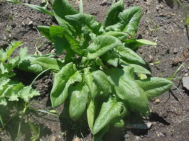 Best Time to Plant Spinach in Texas Best Time to Plant Spinach in Texas