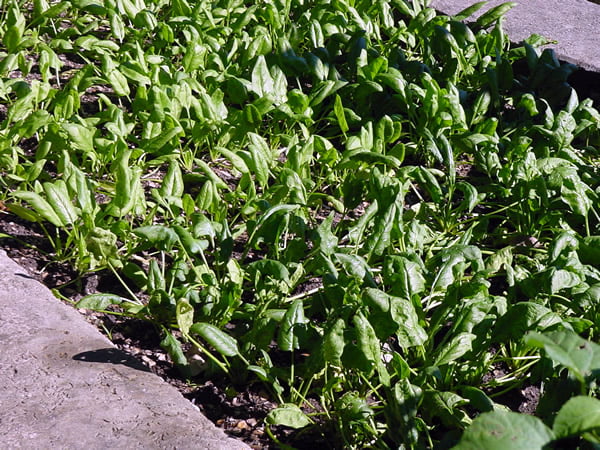 Best Time to Plant Spinach in Texas Best Time to Plant Spinach in Texas