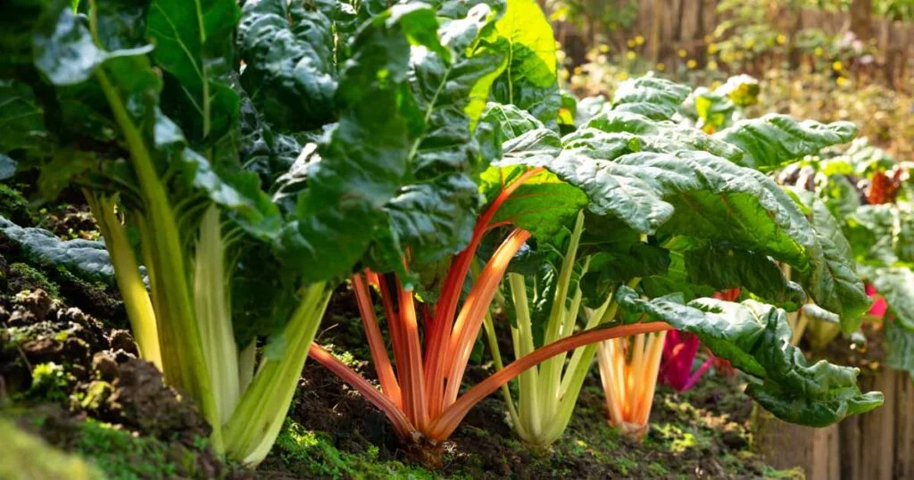 Best Time to Plant Swiss Chard in Zone 9
