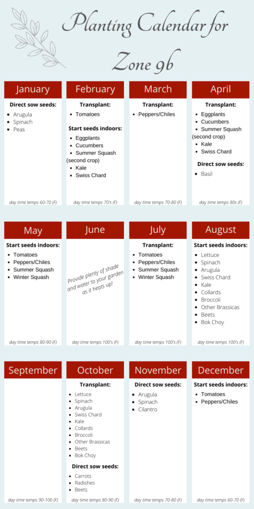Best Time to Plant Swiss Chard in Zone 9 Best Time to Plant Swiss Chard in Zone 9