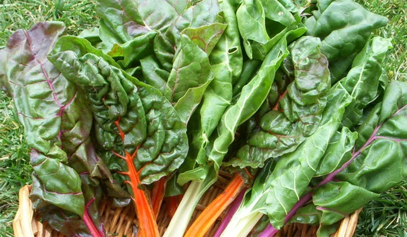 Best Time to Plant Swiss Chard in Zone 9