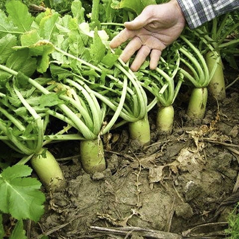 Best Time to Plant Tillage Radishes Best Time to Plant Tillage Radishes