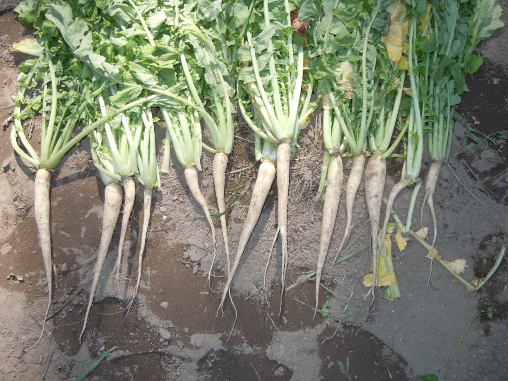 Best Time to Plant Tillage Radishes Best Time to Plant Tillage Radishes