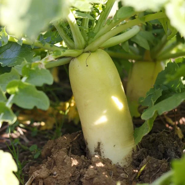 Best Time to Plant Tillage Radishes