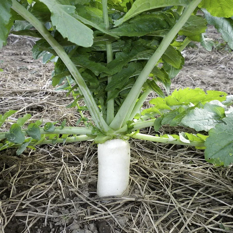 Best Time to Plant Tillage Radishes
