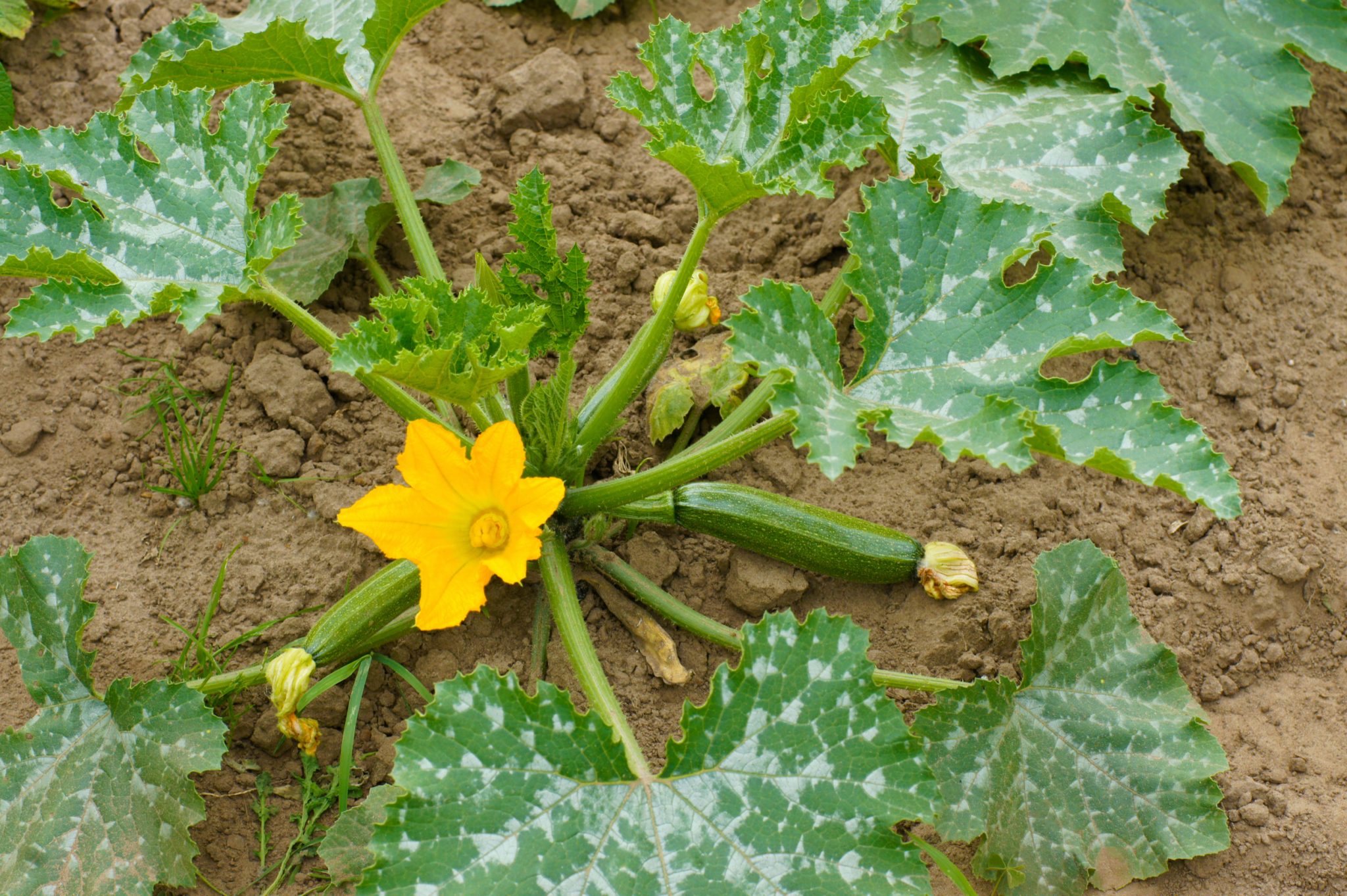 Best Time to Plant Zucchini in California